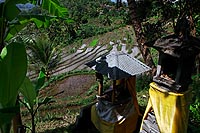 Bali experience : rizières en terrasses de Munduk